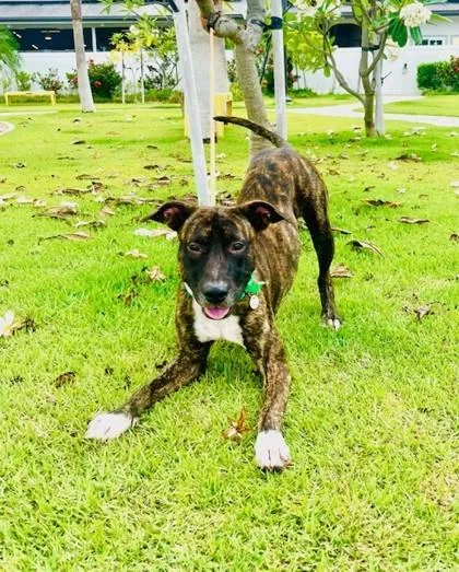An adult medium-sized male Hound dog named Ridge for adoption in Honolulu, HI