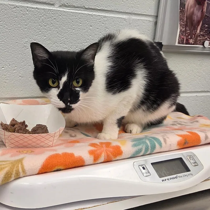 An adult medium-sized female Black Domestic Short Hair cat named Miss Moo for adoption in Chattanooga, TN