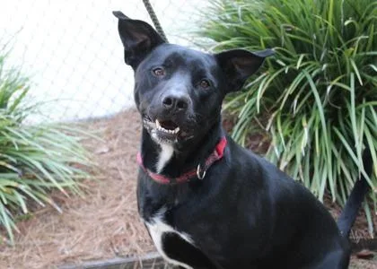 An adult extra large-sized male Labrador Retriever dog named Frances for adoption in Brunswick, GA