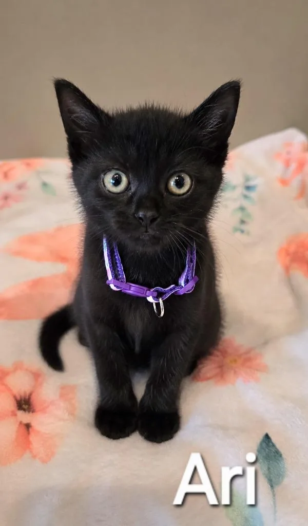 A baby small-sized female Domestic Short Hair cat named Ari for adoption in Sidney, OH