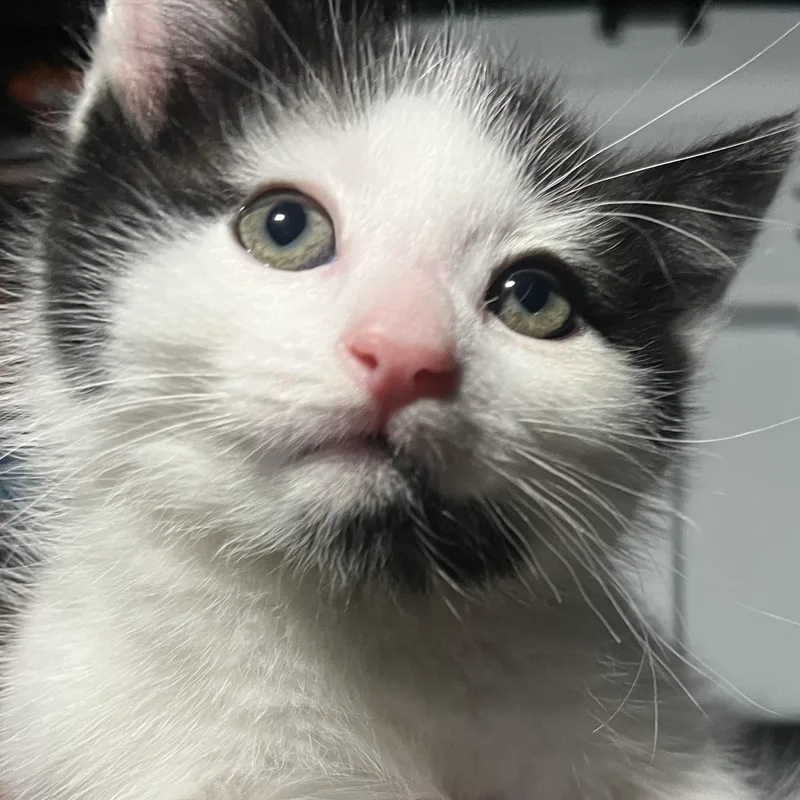 A baby medium-sized female Black & White / Tuxedo Domestic Short Hair cat named Beasty for adoption in Santa Ana, CA