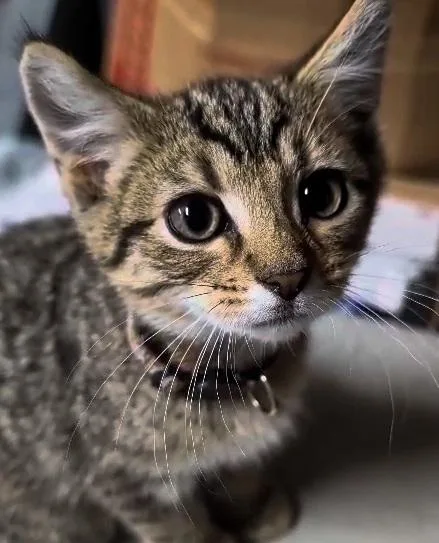 A baby medium-sized female Brown / Chocolate Domestic Short Hair cat named Chocolate for adoption in Wooster, OH