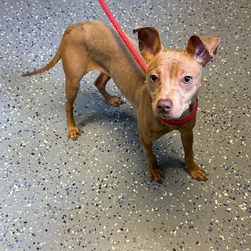 A young small-sized female Brown / Chocolate Pit Bull Terrier dog named Fizzie for adoption in Tuscaloosa, AL
