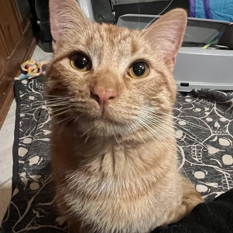 A young medium-sized male Orange / Red Domestic Short Hair cat named Felix for adoption in Inver Grove Heights, MN