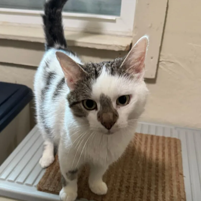 A young medium-sized female Gray / Blue / Silver Domestic Short Hair cat named Endora for adoption in Richland, MI