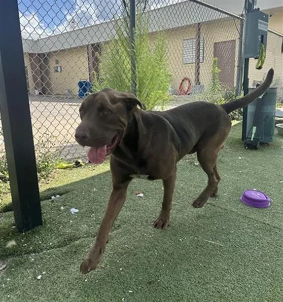 An adult extra large-sized male Labrador Retriever dog named Logan for adoption in Pasadena, TX