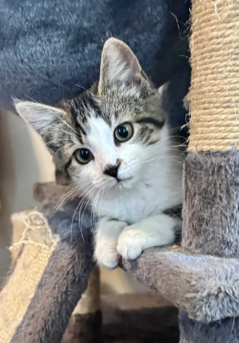 A baby medium-sized female Gray & White Domestic Short Hair cat named Effie for adoption in Dover, DE