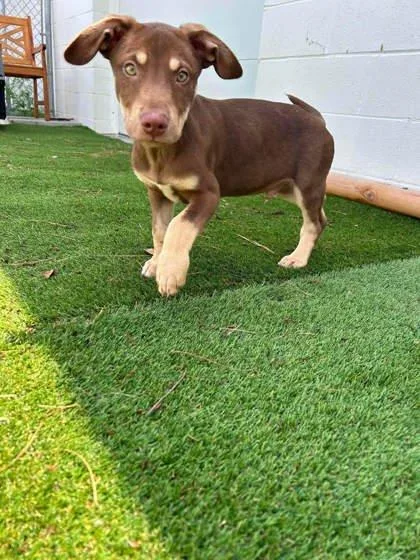 A baby medium-sized male Terrier dog named Brady for adoption in Paducah, KY