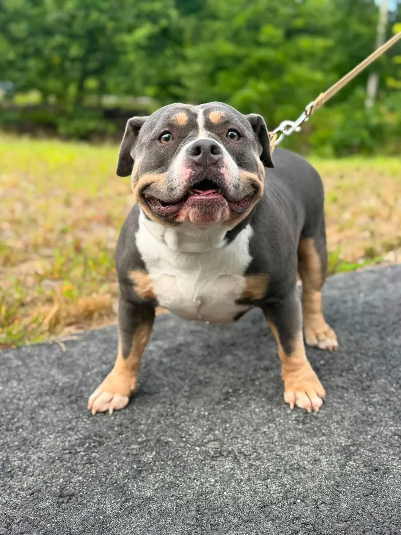 An adult large-sized female Tricolor (Brown, Black, & White) American Bully dog named Trisha for adoption in Kennebunk , ME