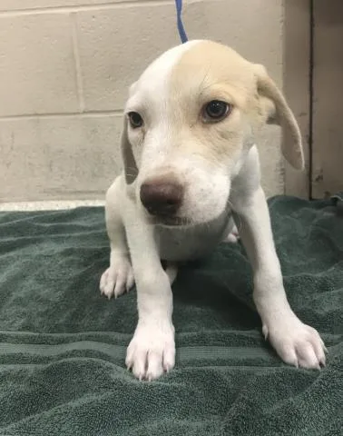 A baby small-sized male Labrador Retriever dog named Tom for adoption in Conroe, TX