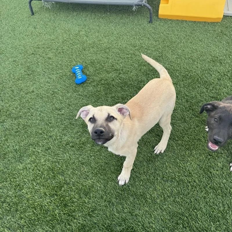 A baby medium-sized female Apricot / Beige Labrador Retriever dog named Glory for adoption in Tacoma, WA