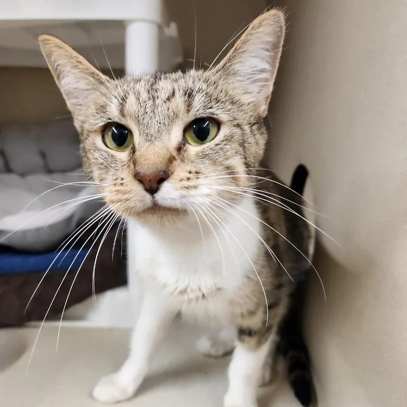 Willow thumbnail 3