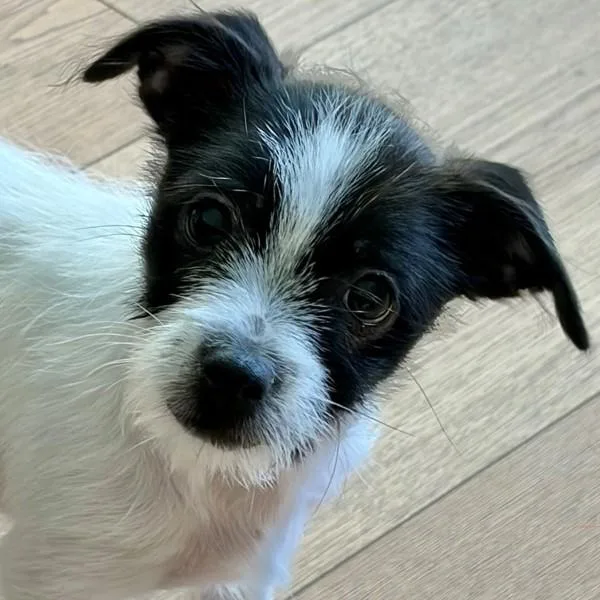 A baby small-sized male Terrier dog named Brazil for adoption in Walnut Creek, CA