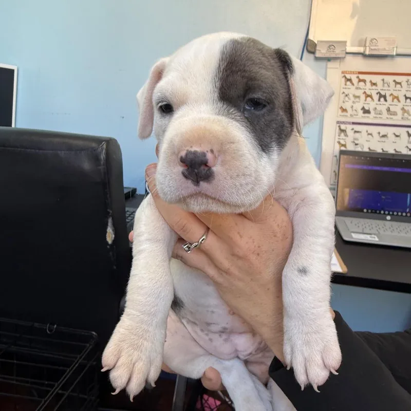A baby small-sized female Mixed Breed dog named Snow White for adoption in Wahiawa, HI