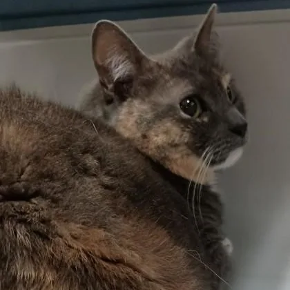 An adult medium-sized female Calico Domestic Short Hair cat named Bella Boo for adoption in Athens, GA