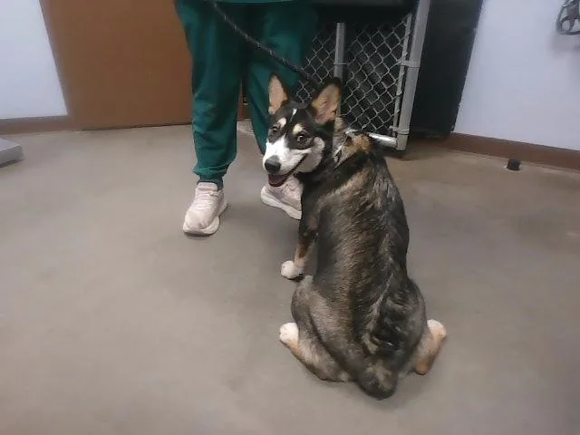 A young large-sized female Husky dog named Madeline for adoption in Phoenix, AZ