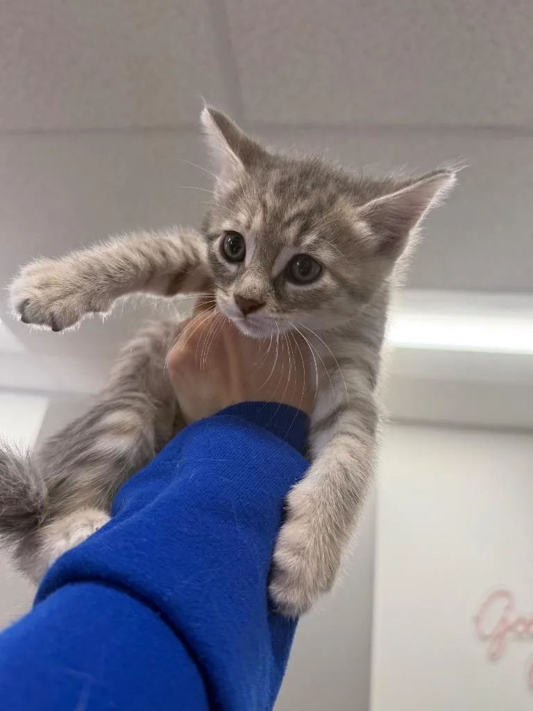 A baby small-sized female Domestic Short Hair cat named Applesauce for adoption in Thousand Oaks, CA