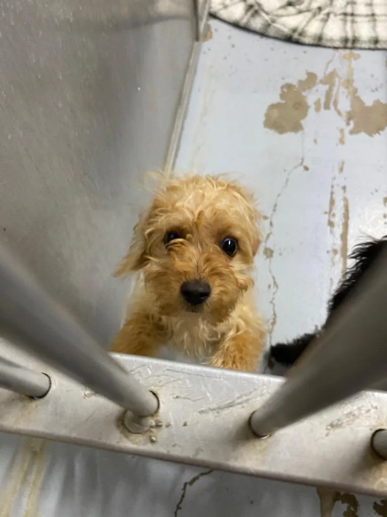 A baby small-sized male Terrier dog named Potato for adoption in Fort Worth, TX