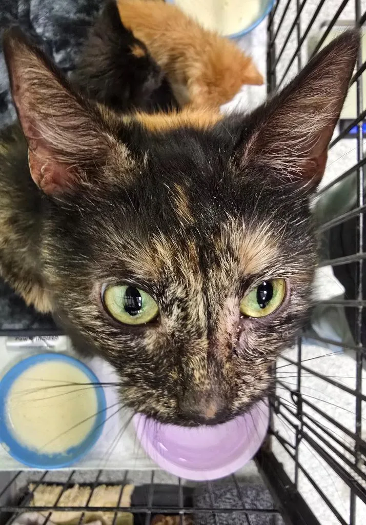 A young medium-sized female Domestic Short Hair cat named Teepee for adoption in Auburn, IN