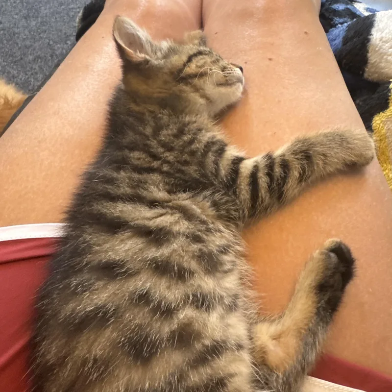 A baby medium-sized female Tabby (Brown / Chocolate) Tabby cat named Elysia for adoption in Macomb, MI