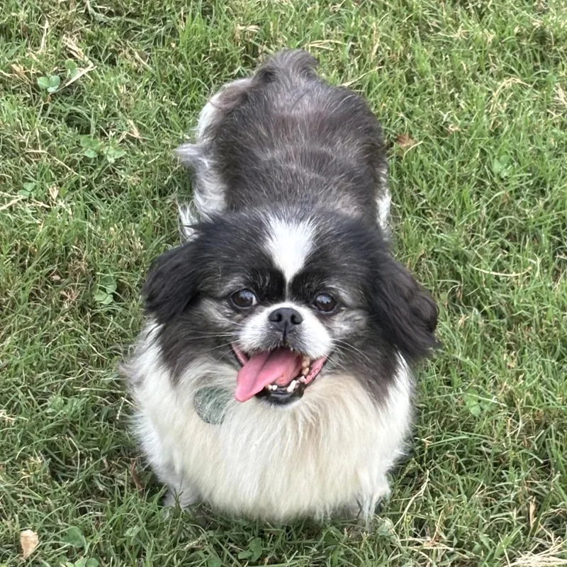 An adult small-sized female Black Pekingese dog named Forget  It for adoption in Fredericksburg, VA