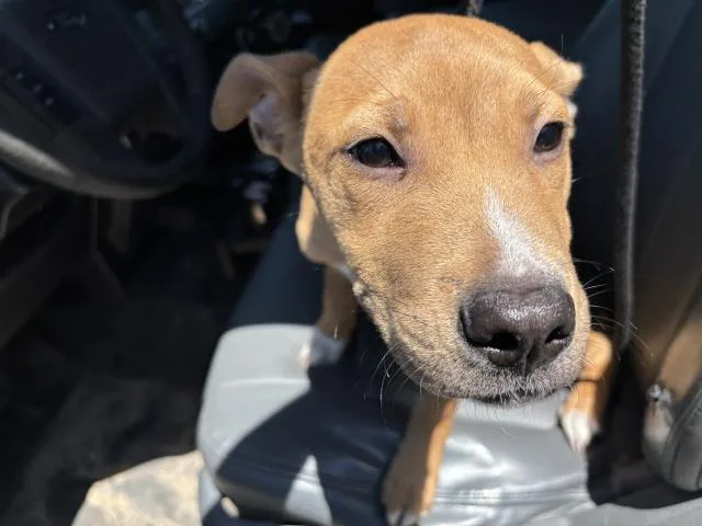 Chico