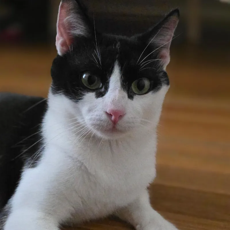 A young medium-sized male Black Domestic Short Hair cat named Penguin for adoption in San Antonio, TX