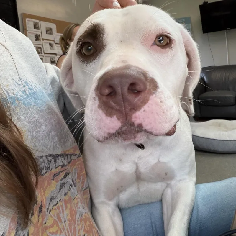 An adult medium-sized female White / Cream Pit Bull Terrier dog named Ashley for adoption in Delaware, OH
