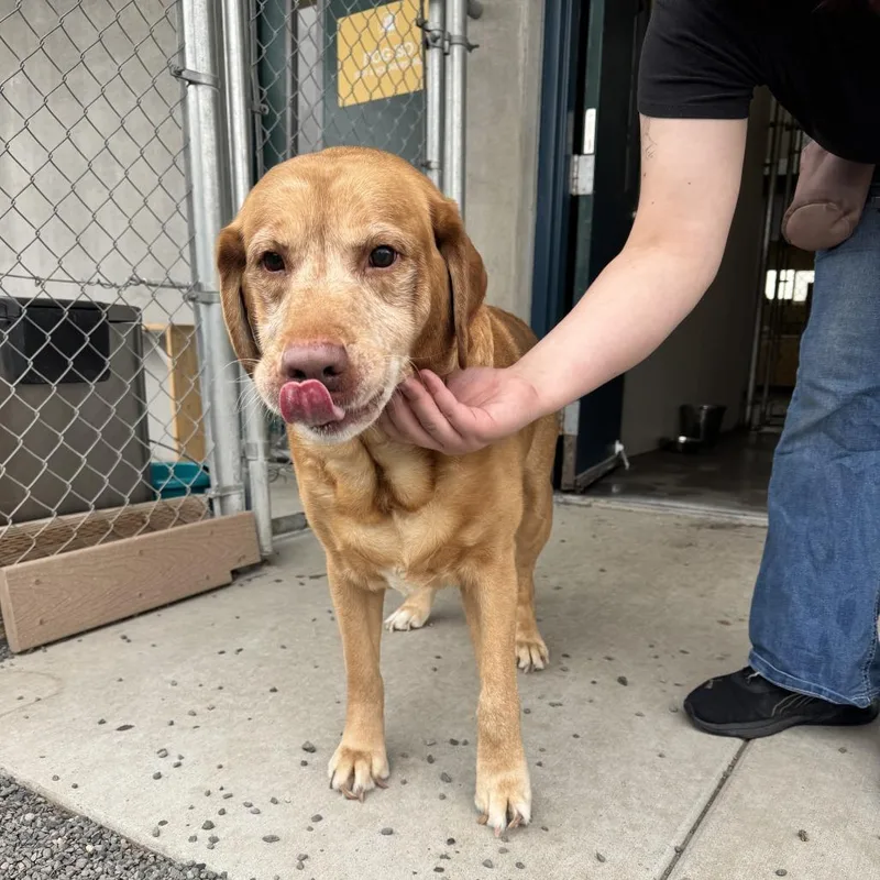 A senior large-sized male Golden Yellow Labrador Retriever dog named Lucky for adoption in Pullman, WA