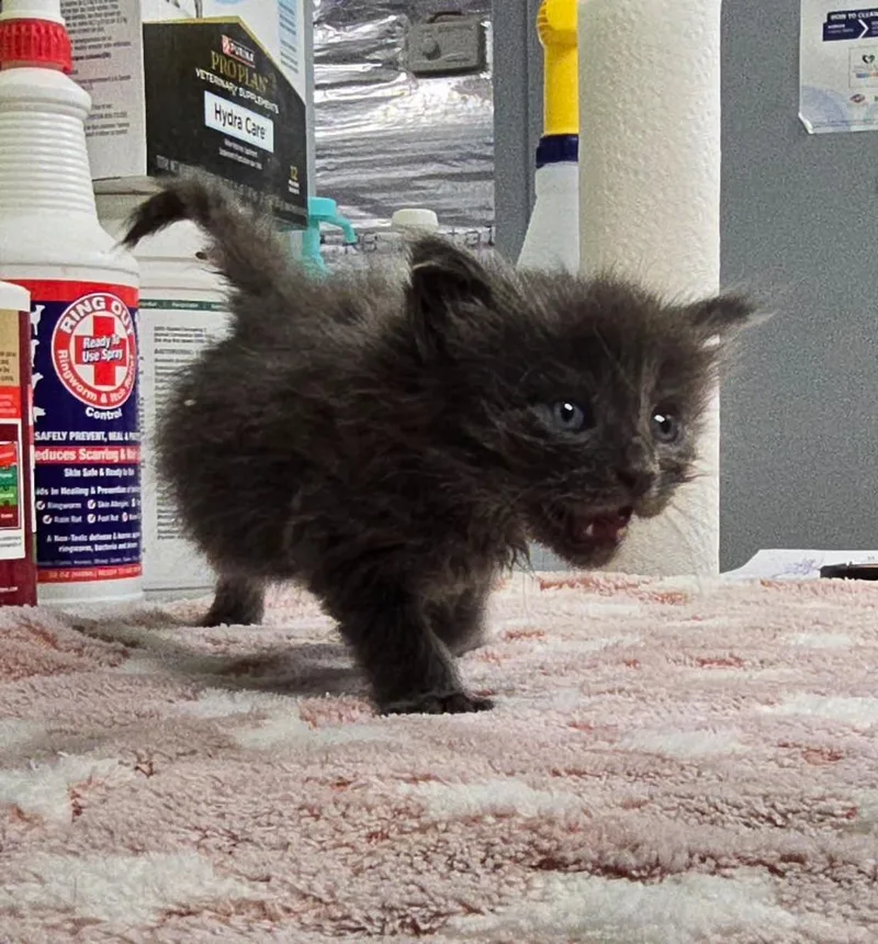 Gandalf