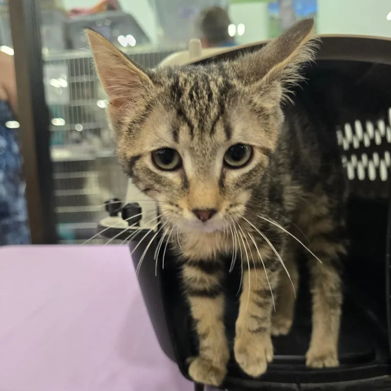 A baby small-sized female Brown / Chocolate Domestic Short Hair cat named Loo for adoption in Williston, FL