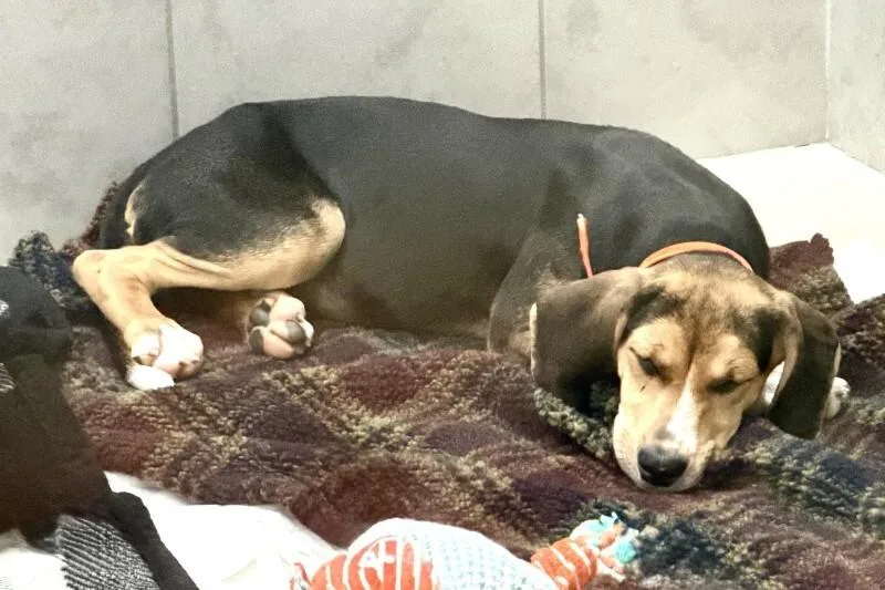 A baby medium-sized female Tricolor (Brown, Black, & White) Hound dog named Brownie for adoption in Maryville, TN