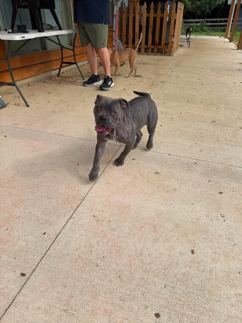 A baby medium-sized female Pit Bull Terrier dog named Katydid for adoption in Germantown, OH