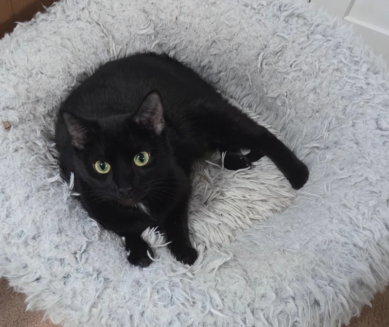 An adult large-sized female Black Domestic Short Hair cat named Shanti for adoption in Greensboro, NC