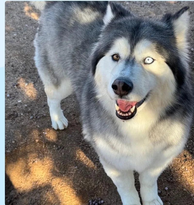 Serafina thumbnail 2