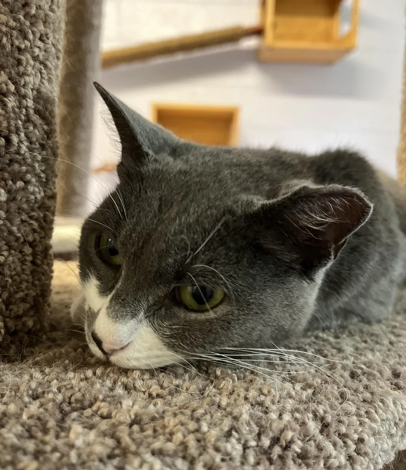 A young small-sized female Gray & White Domestic Short Hair cat named Vanna for adoption in Harrison, NY