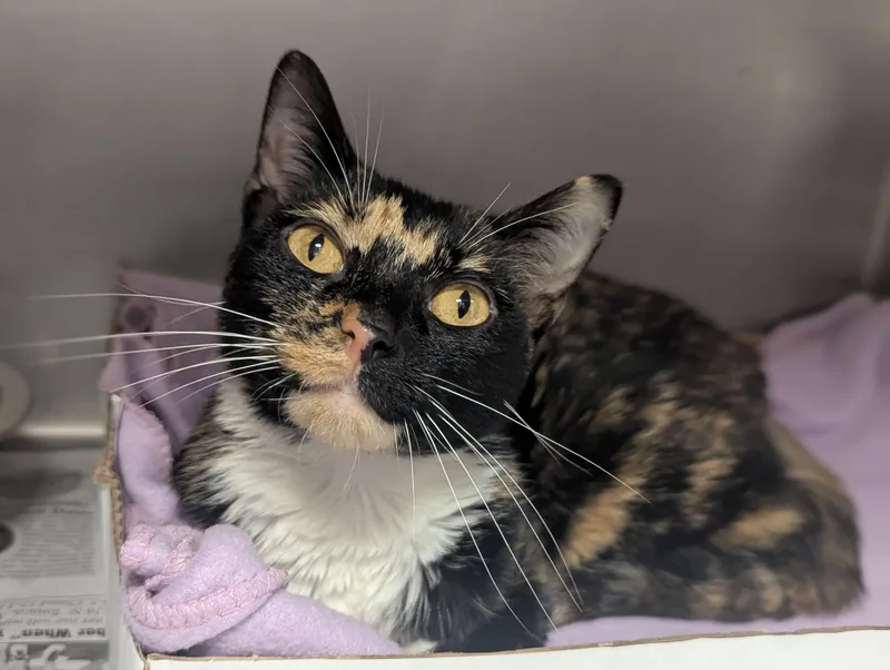 A young large-sized female Tortoiseshell Domestic Short Hair cat named Erica for adoption in Springfield, IL