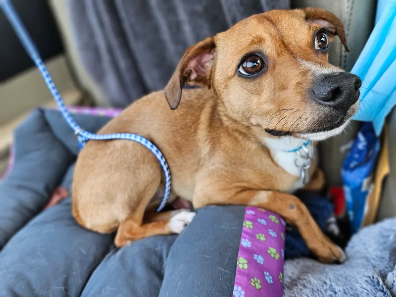 A young small-sized male Golden Chiweenie dog named Rd Rock!! for adoption in Manhattan Beach, CA