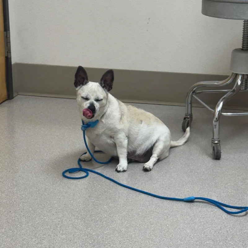 An adult small-sized female Yellow / Tan / Blond / Fawn Chihuahua dog named Lolita for adoption in Newberg, OR