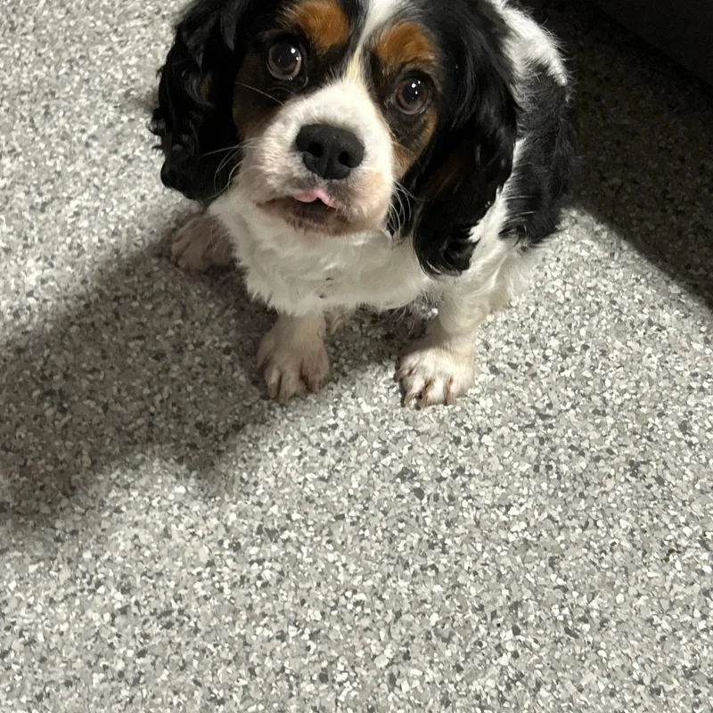 An adult small-sized female Tricolor (Brown, Black, & White) Cavalier King Charles Spaniel dog named Megan for adoption in Antwerp, OH