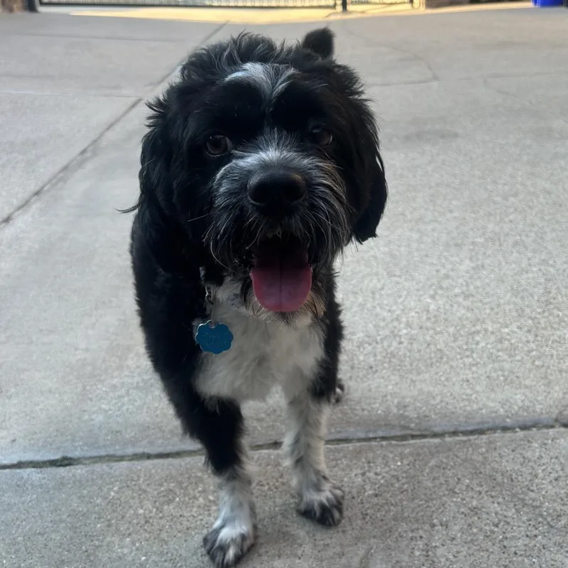 An adult small-sized male Black Yorkshire Terrier dog named Sirius black for adoption in Aledo, TX