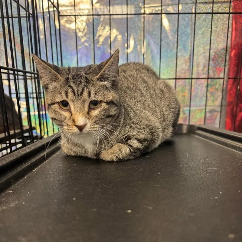 A baby small-sized female Brown / Chocolate Domestic Short Hair cat named Wasabi for adoption in Amarillo, TX