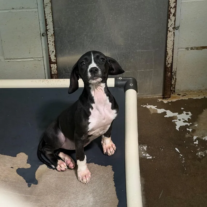 A baby small-sized female Mixed Breed dog named Dainty Delilah for adoption in Hamilton, GA