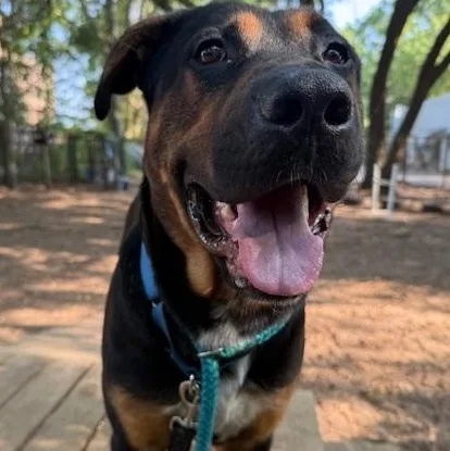 An adult large-sized male Brown / Chocolate German Shepherd Dog dog named Pluff for adoption in Charleston, SC