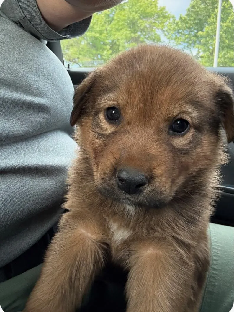 A baby medium-sized female Anatolian Shepherd dog named Little Bit   for adoption in Milwaukee, WI
