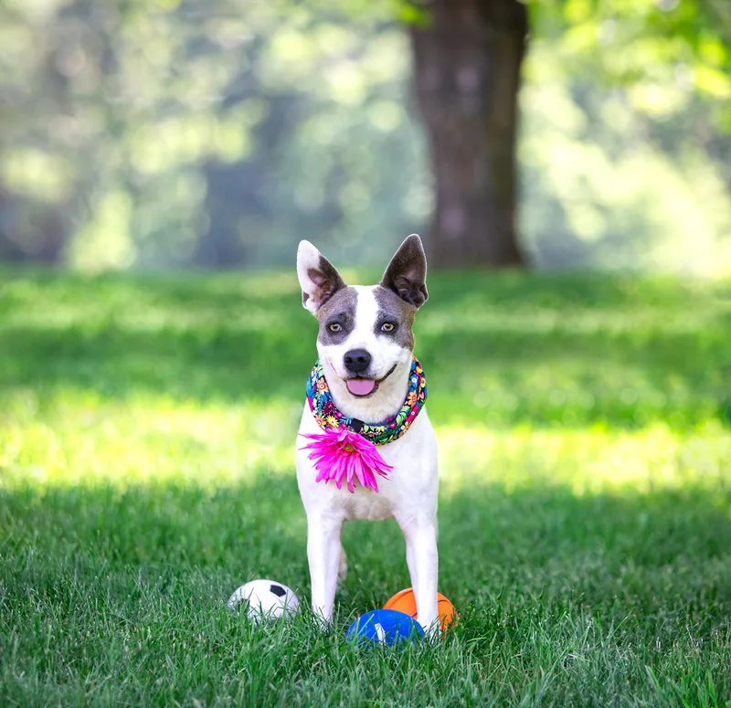 A young medium-sized female Terrier dog named Maggie for adoption in Coatesville, PA