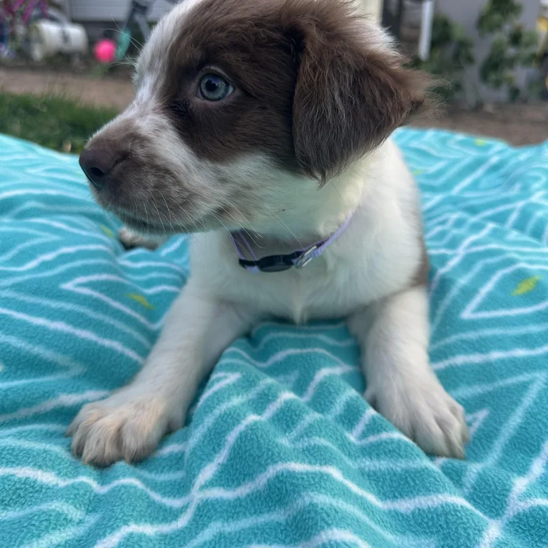 A baby medium-sized female Brown / Chocolate Australian Cattle Dog / Blue Heeler dog named Sunday for adoption in Mount Juliet, TN
