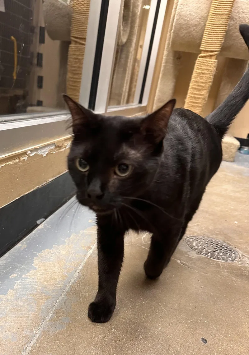An adult medium-sized male Black Domestic Short Hair cat named Odin & Loki for adoption in Wheaton, IL