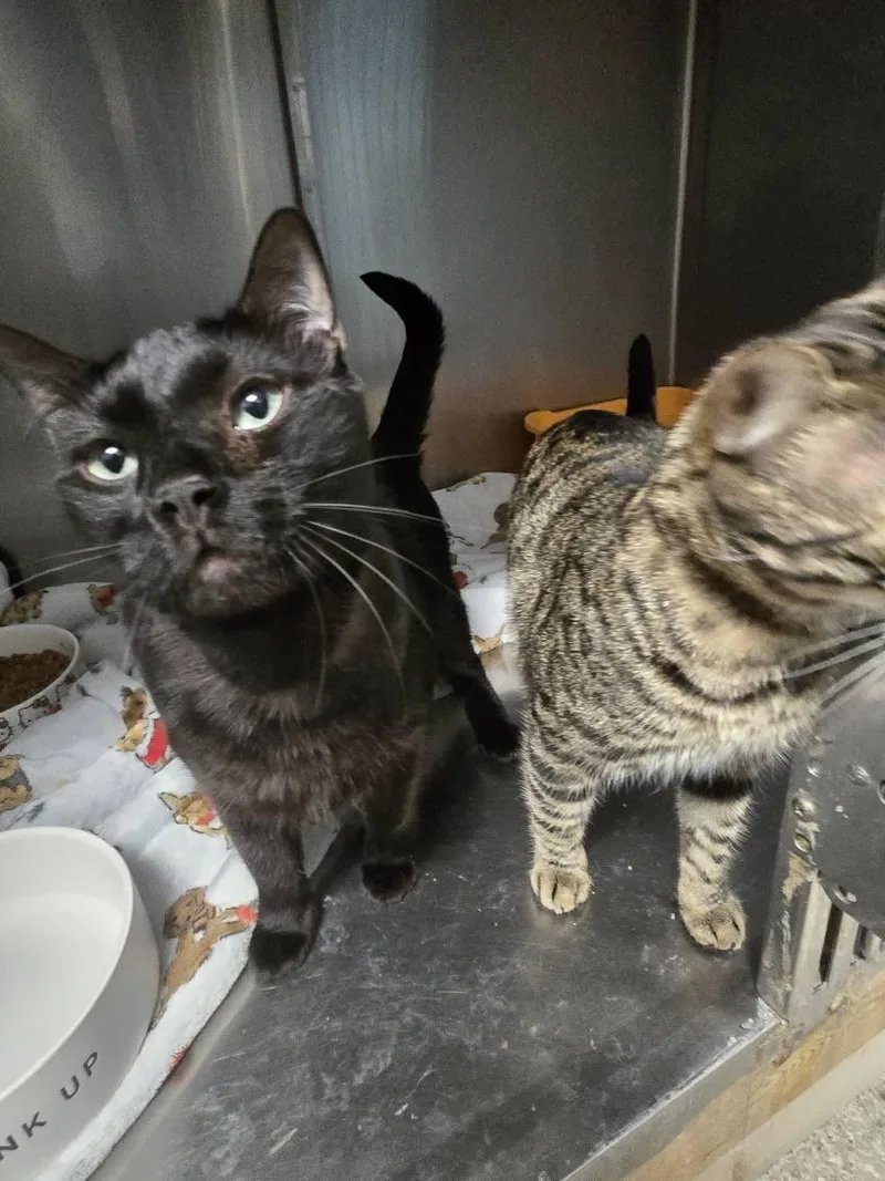 Odin & Loki thumbnail 3