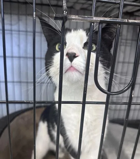 A young small-sized male Black & White / Tuxedo Domestic Short Hair cat named Bandit Freeport for adoption in Westbury, NY